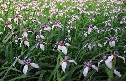 《博德之门3》将于2023年正式发售 12月公开更多消息